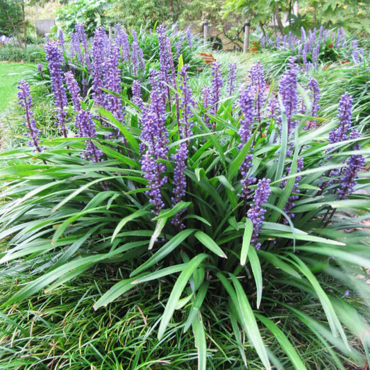 Close view of Royal Purple Lily Turf leaves