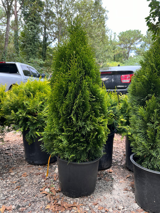 Emerald Green Arborvitae Privacy Tree in usa