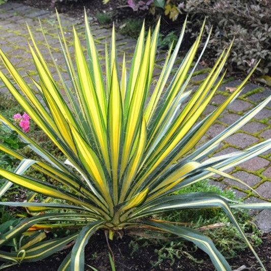 Color Guard Yucca ornamental evergreen plant showing striped foliage and upright architectural form