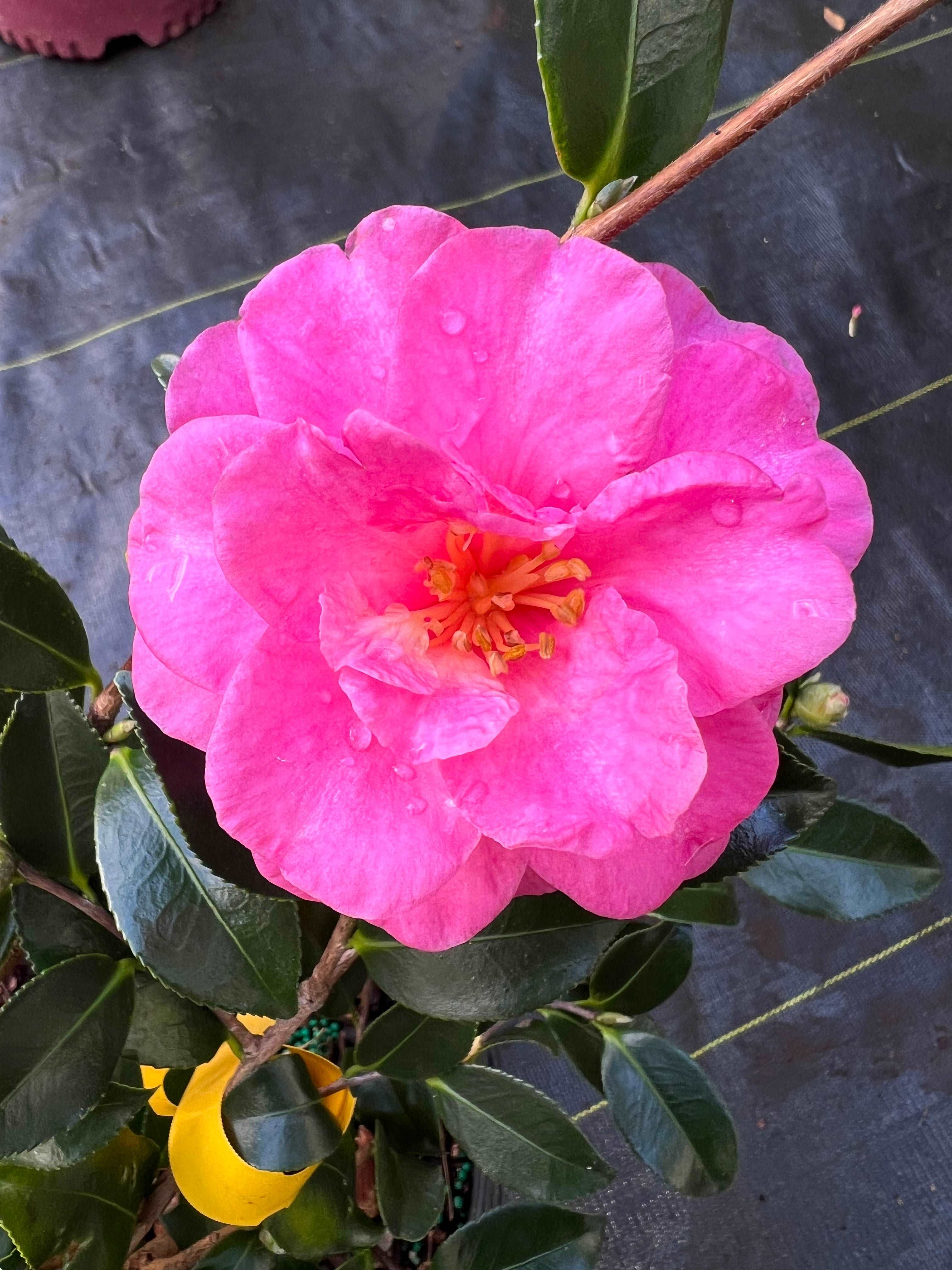 Camellia Shishi Gashira Plant