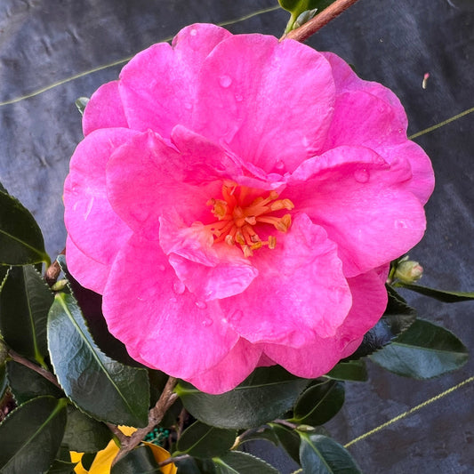 Shishi Gashira camellia plant showing fall winter flowers