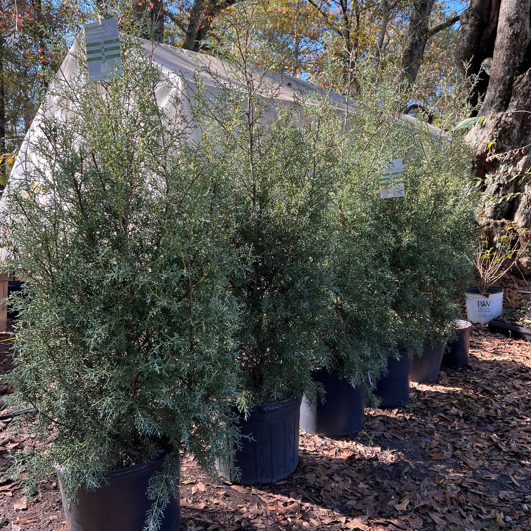Carolina Sapphire cypress planted in garden bed for year-round greenery