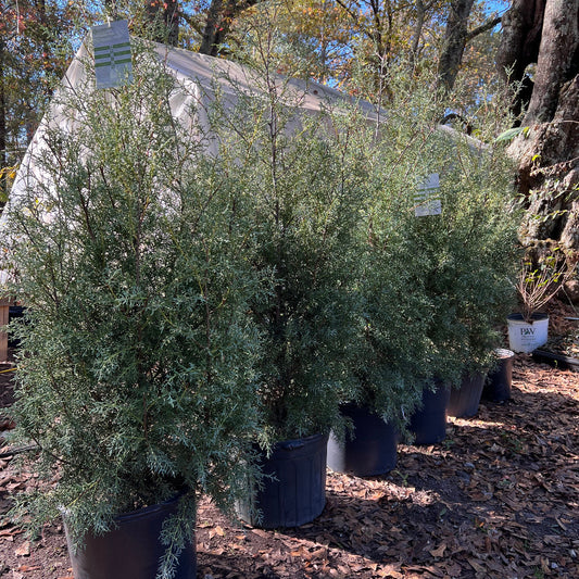 Carolina Sapphire cypress planted in garden bed for year-round greenery