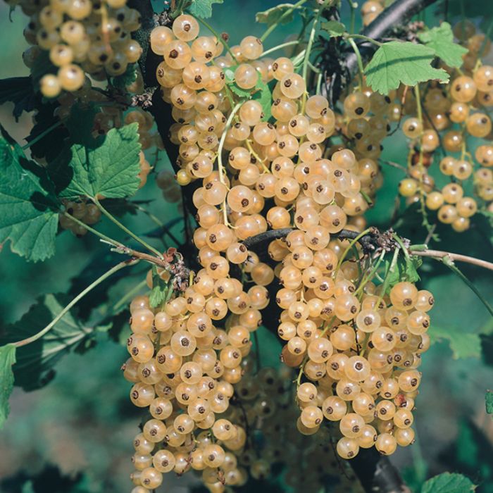 Detailed view of white currant berries with smooth skin and soft golden-white tones
