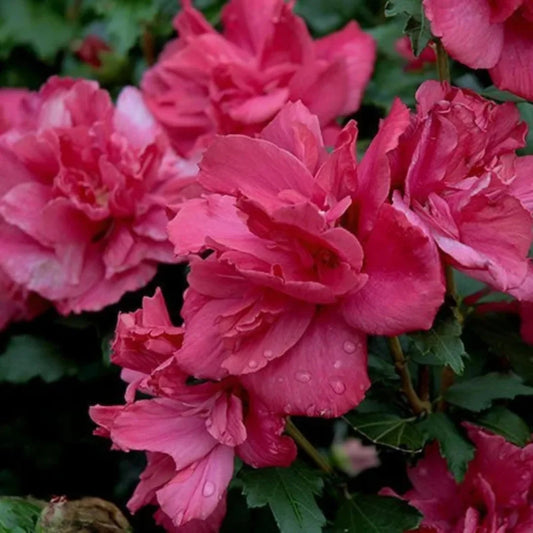 Lucy Althea Double Rosy Red Tree – variety featuring layers of rosy-red double blooms