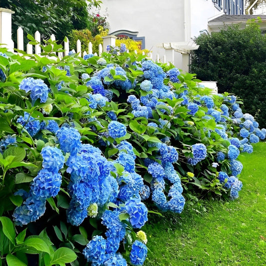 Gorgeous Nikko Blue Hydrangea Flowers Plant – hydrangea