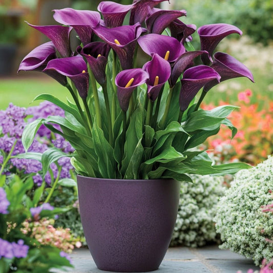 Calla Lily Purple Plant – flowering perennial