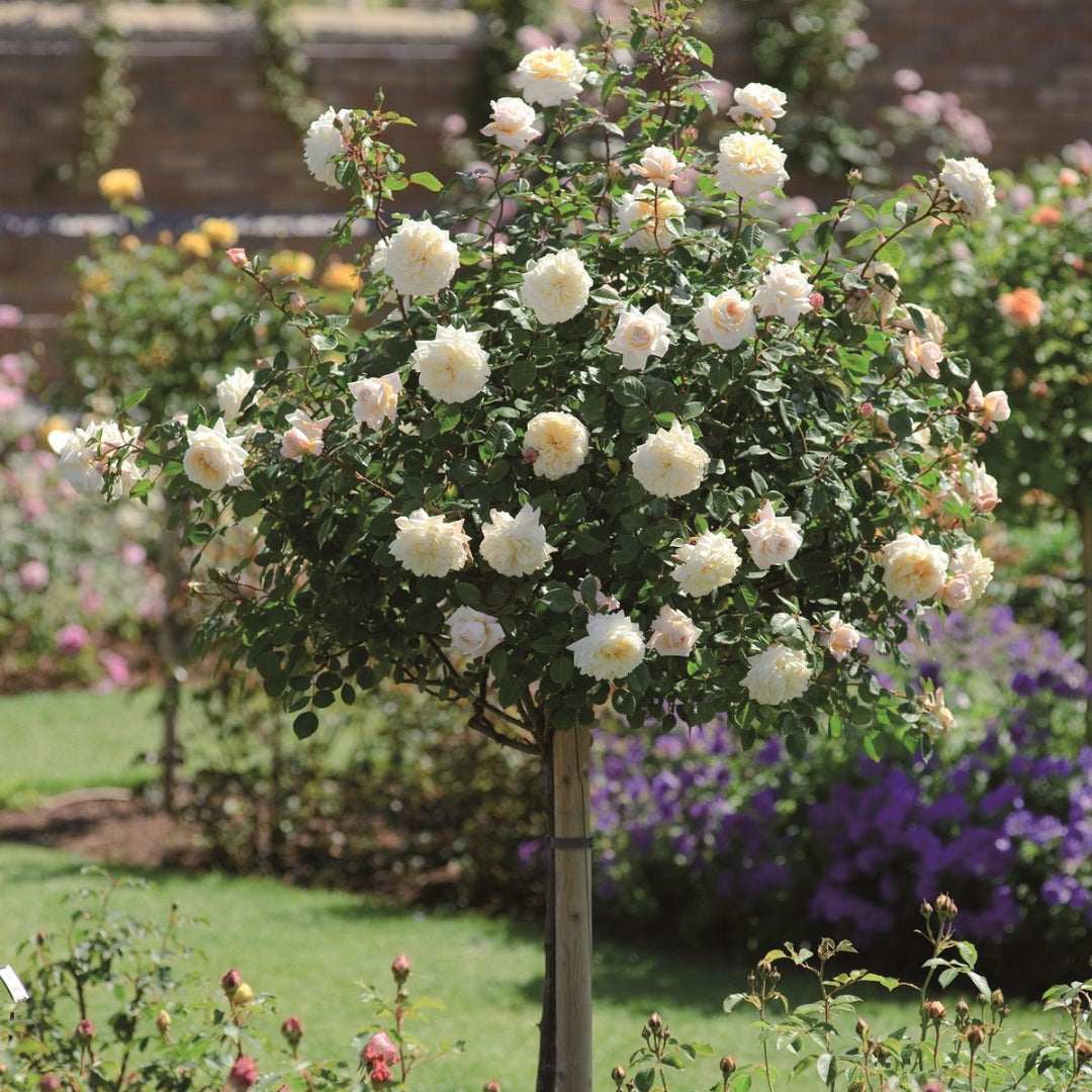 Rosa ‘KORfloci01’ Veranda Cream Floribunda Rose-Tree Form – flowering shrub
