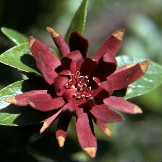 Carolina allspice sweetshrub with deep maroon fragrant flowers in garden