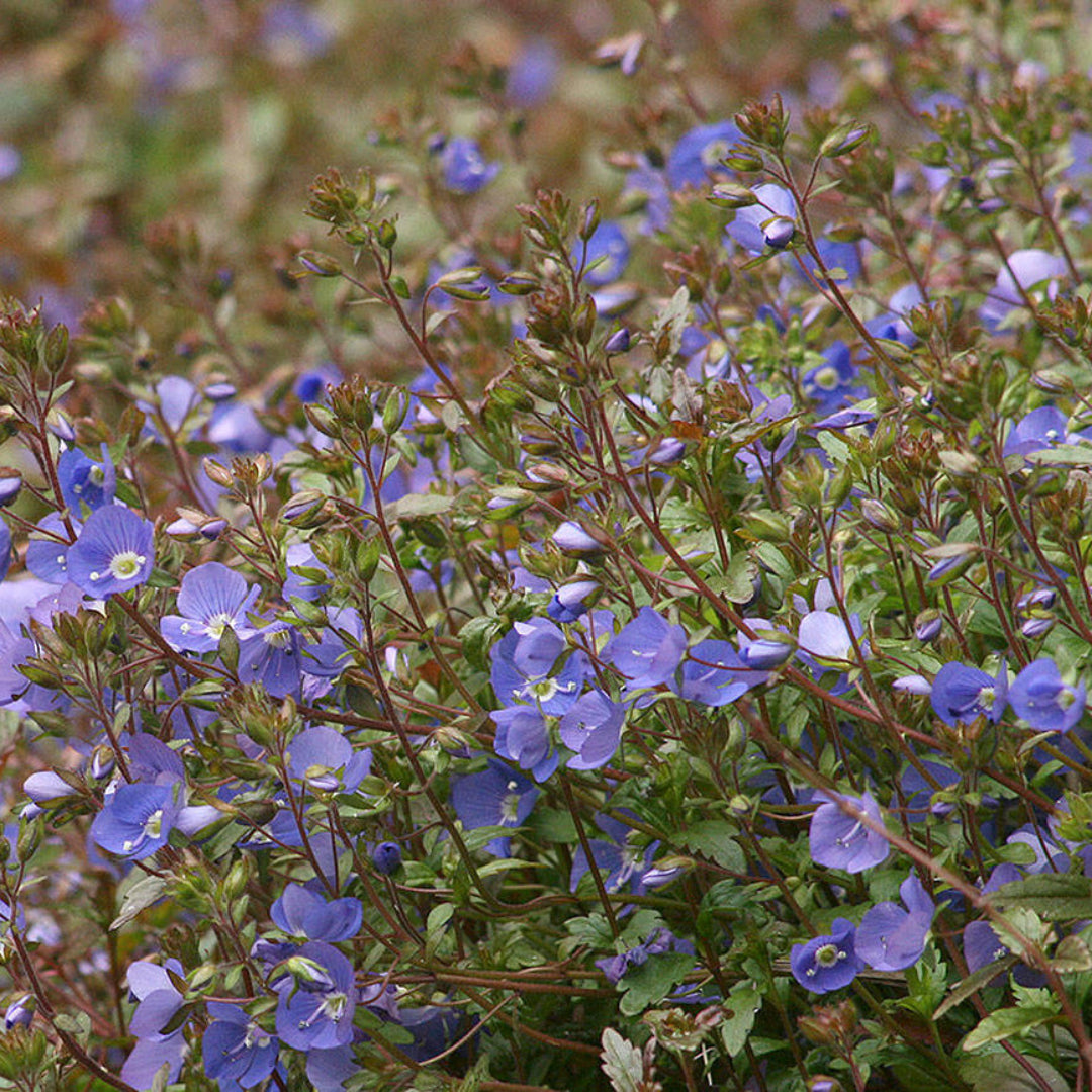 Georgia Blue Veronica perennial ground cover
