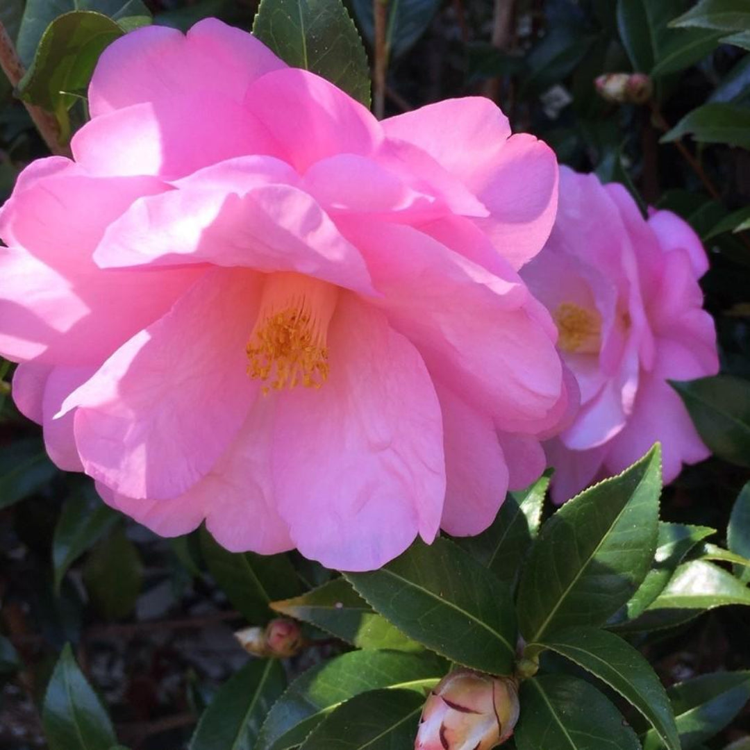 homeandgardensforless.com