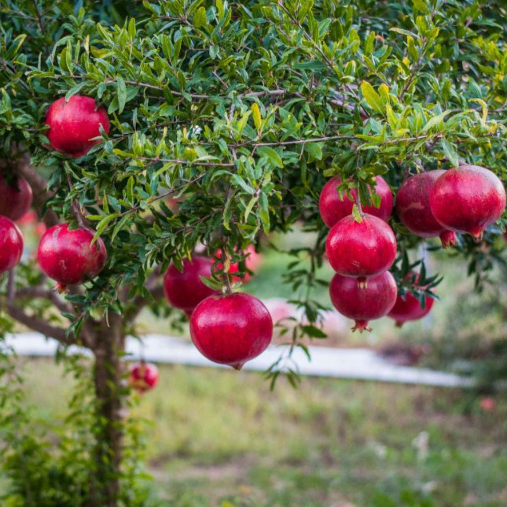 Fruit clusters growing on a mature Wonderful Pomegranate Tree
