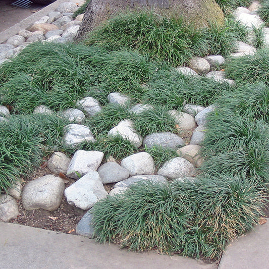 Healthy Mondo Grass leaves and growth