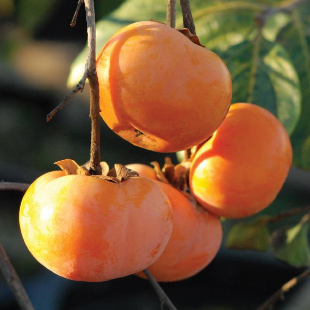 Young Japanese persimmon tree planted in the ground during growing season