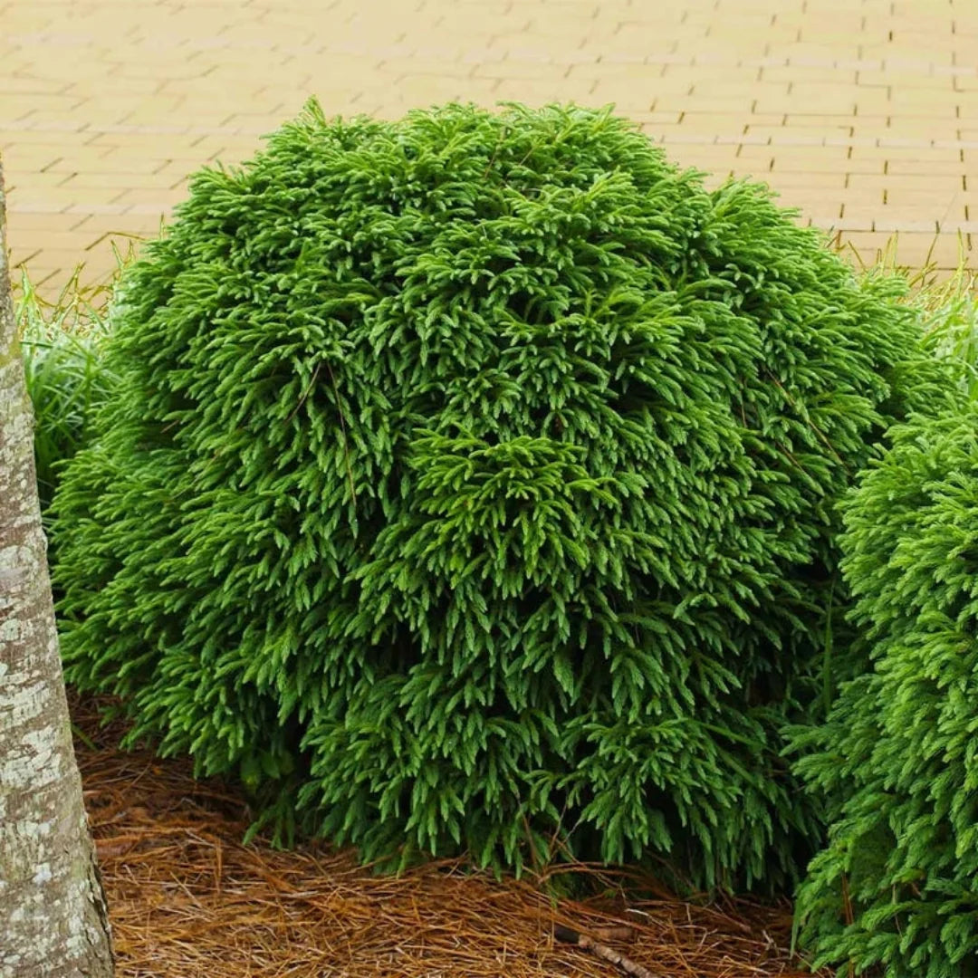 Globosa Nana Cryptomeria with dense blue-green foliage