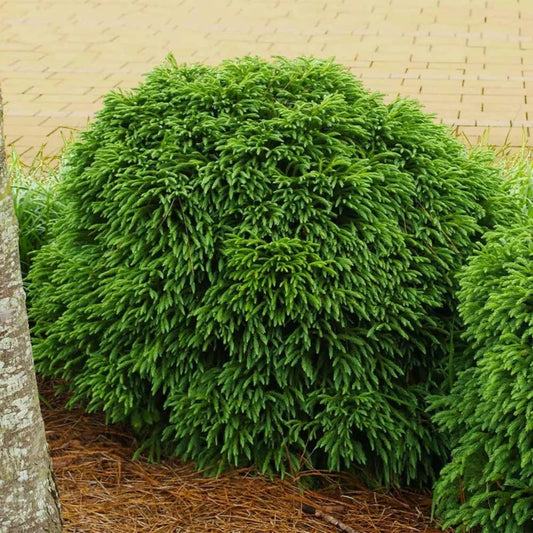 Globosa Nana Cryptomeria with dense blue-green foliage