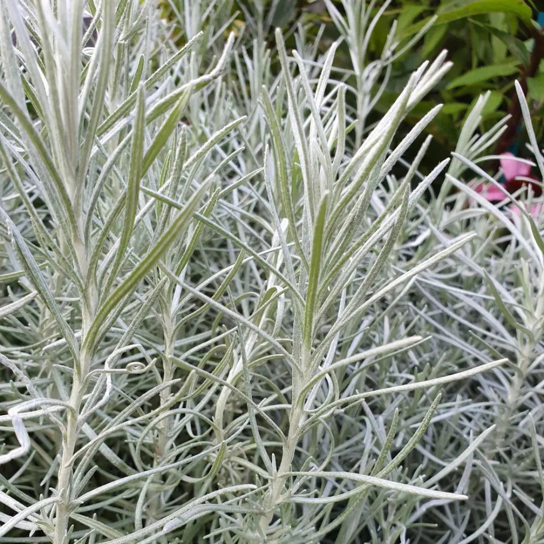 Curry Herb Plant