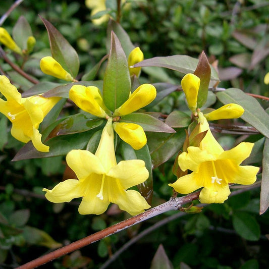 Gelsemium sempervirens yellow flowering vine