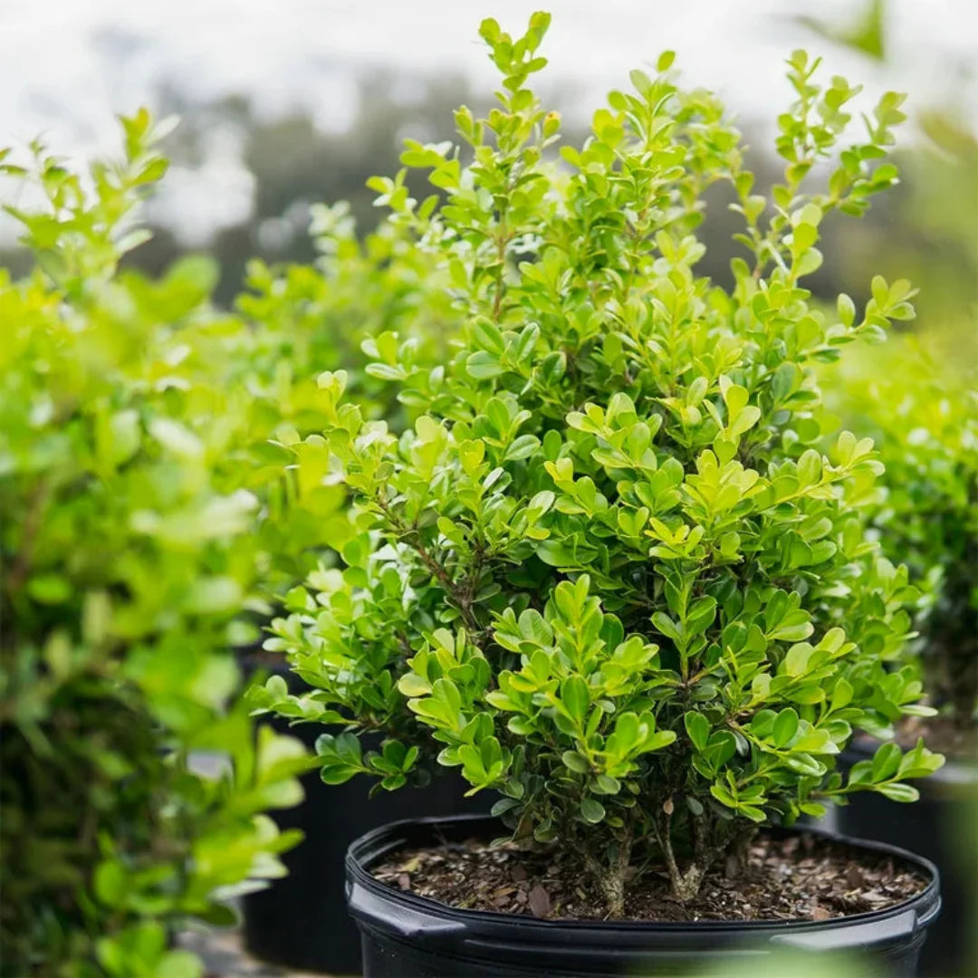 Japanese boxwood shrub with dense evergreen foliage