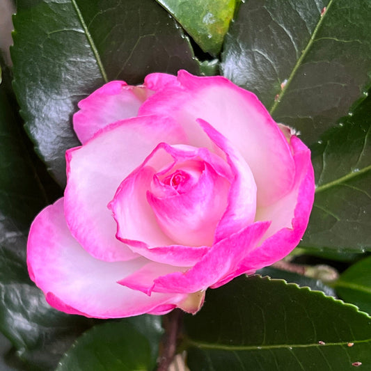 Bob's Supreme Camellia