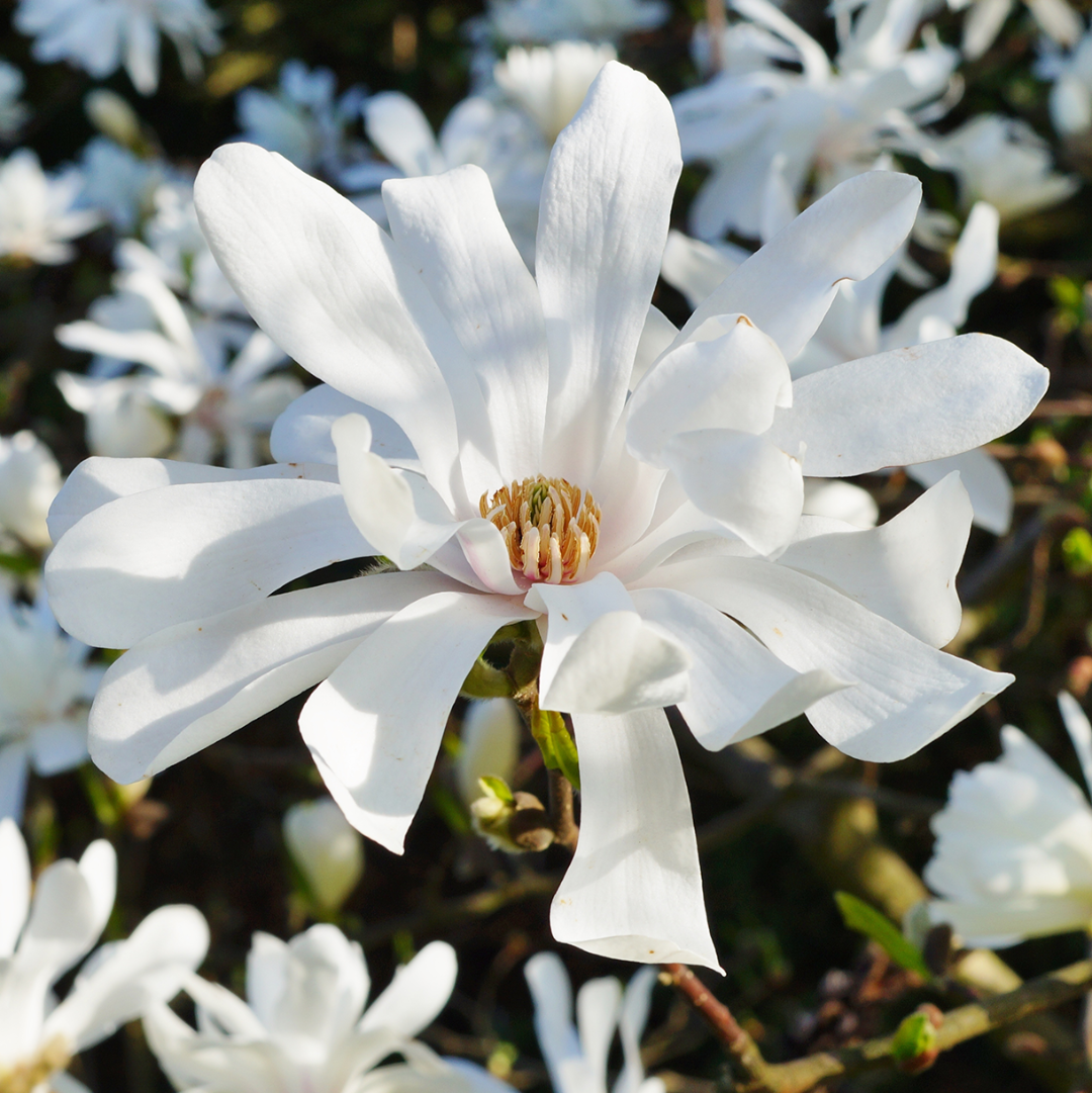 Royal Star Magnolia white star shaped blooms close up