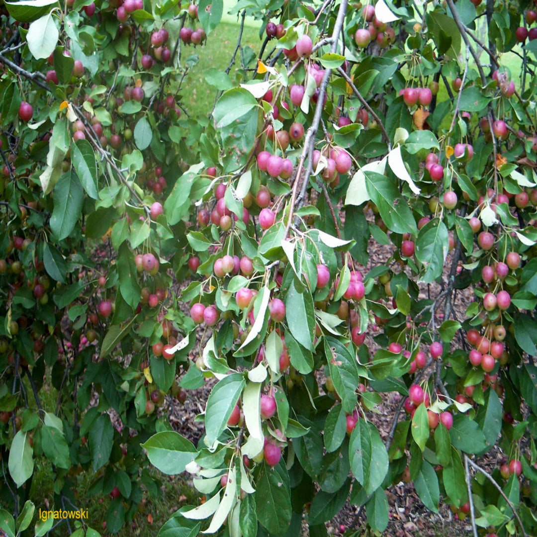 Young Callaway crabapple tree with strong trunk structure and early growth foliage