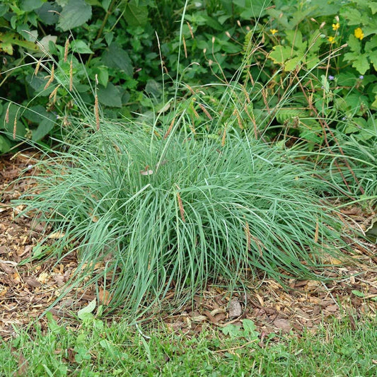 Carex flacca Blue Sedge perennial grass