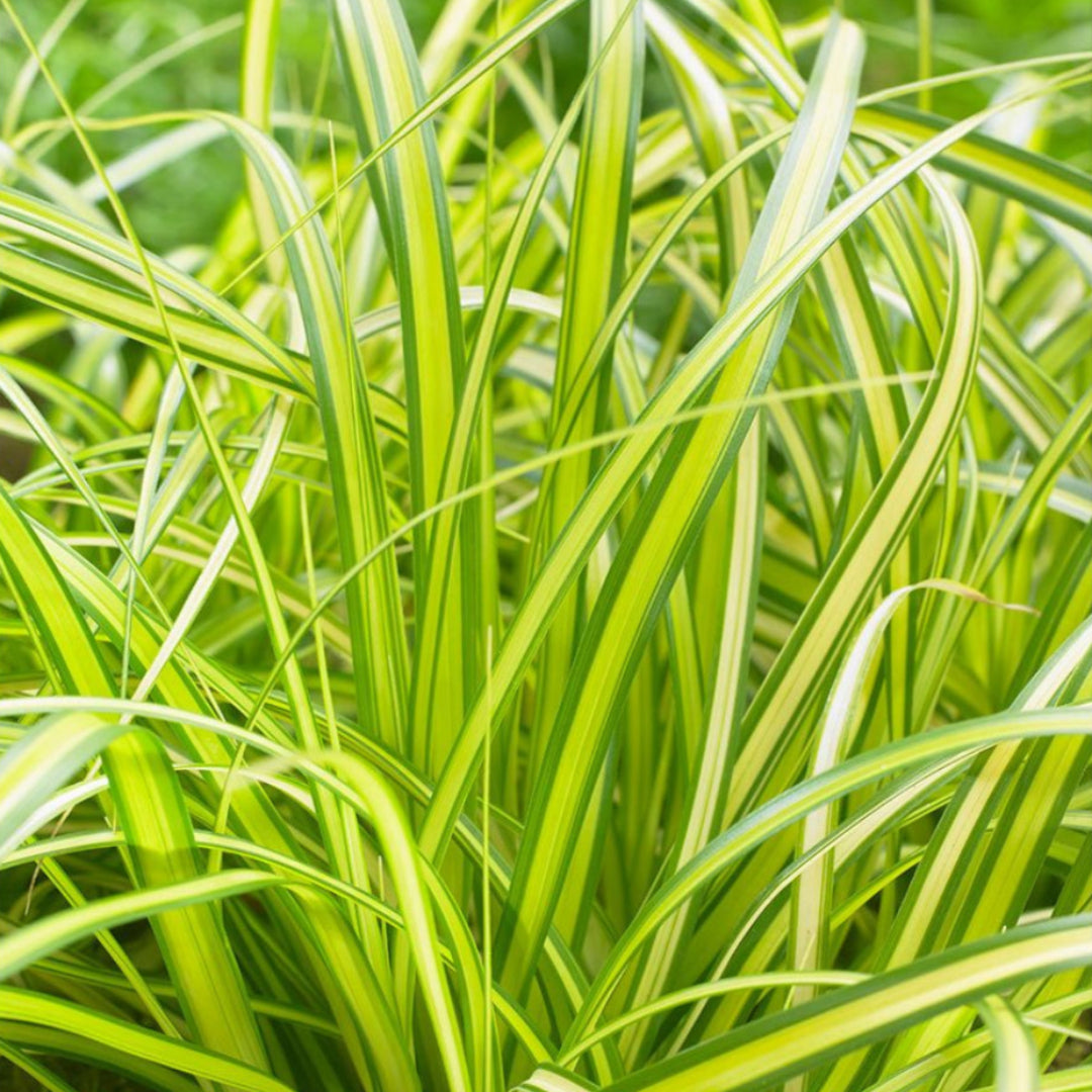 Carex oshimensis Evercolor 'Eversheen'