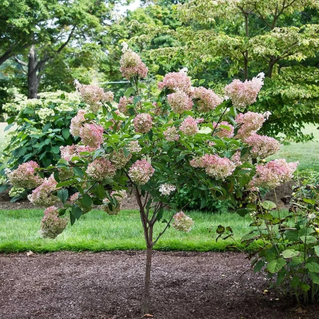 Vanilla Strawberry Hydrangea Bush Showing Colorful Blossoms