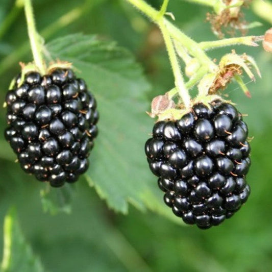 Navaho thornless blackberry bush growing upright with heavy fruit production