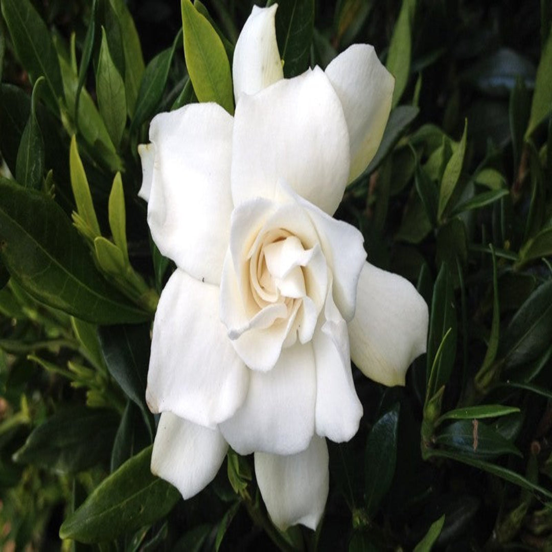 homeandgardensforless.com