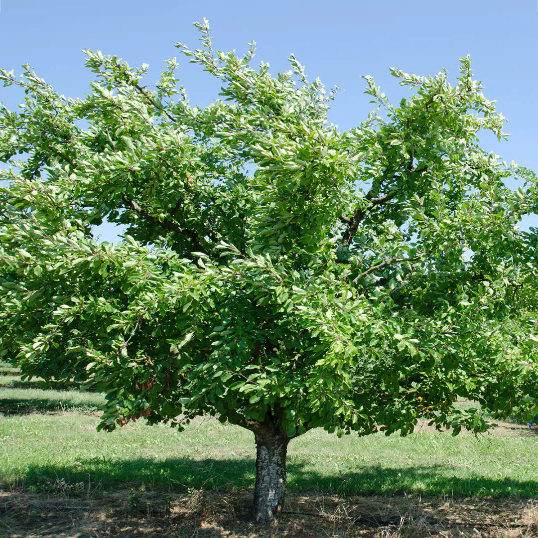 Santa Rosa Plum Tree with glossy leaves and ripening fruit