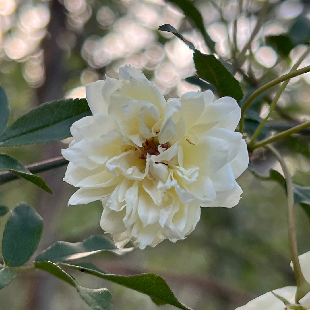 Thornless White Lady Banks Rose showing lush green foliage and delicate white flowers