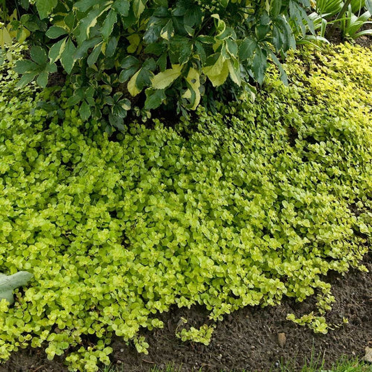 Lush spreading Lysimachia nummularia ‘Aurea’.