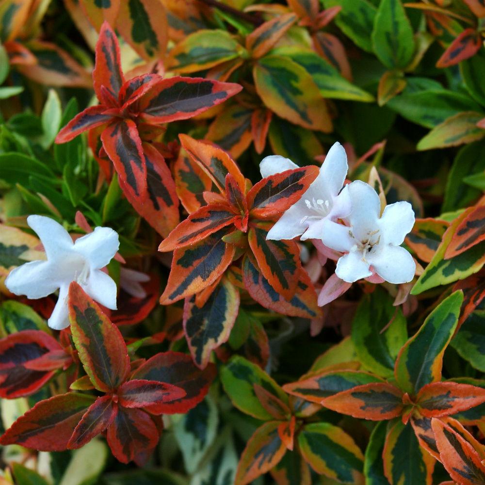 Kaleidoscope Abelia plant with colorful foliage