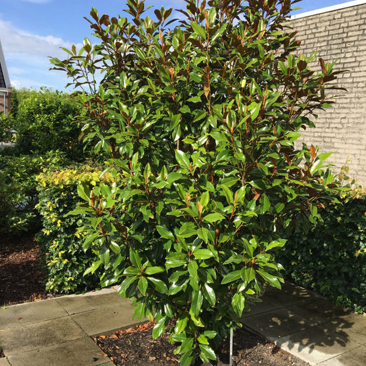Magnolia Kay Parris foliage close-up showing rich green color