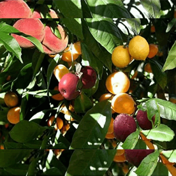 4 In 1 Fruit Cocktail Tree-1