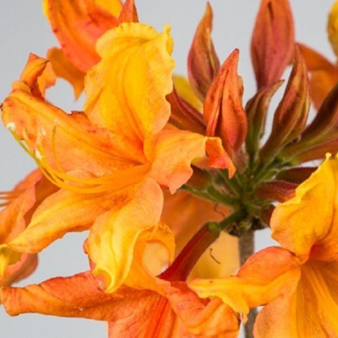Sunbow Solar Ray Azalea – flowering tree