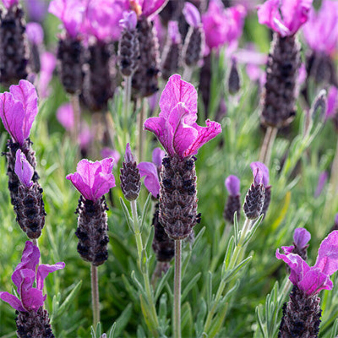Lavandula 'La Diva Big Night' Lavender