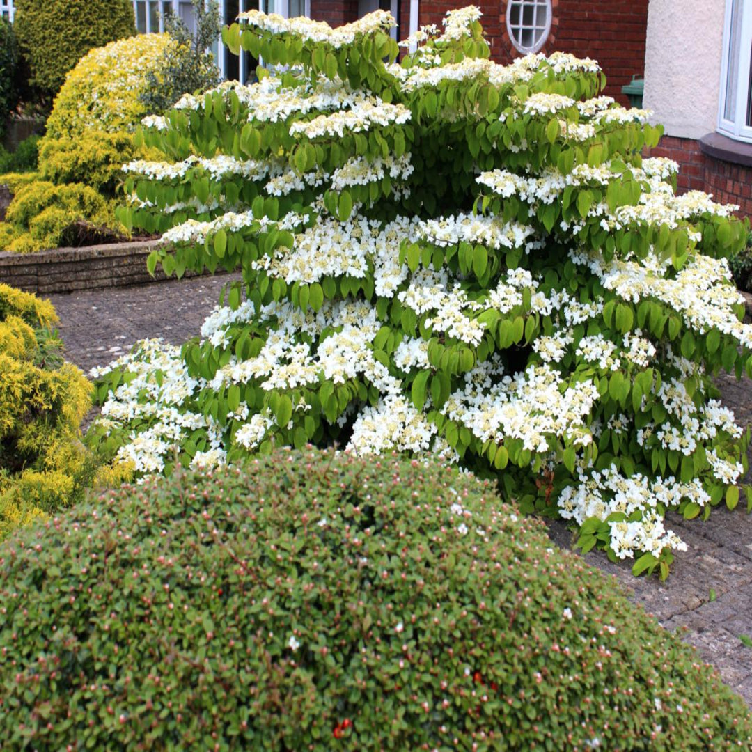 Shakaz Viburnum Shrub Covered in White Blooming Flowers