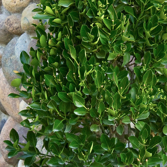 Manhattan Euonymus – shrub