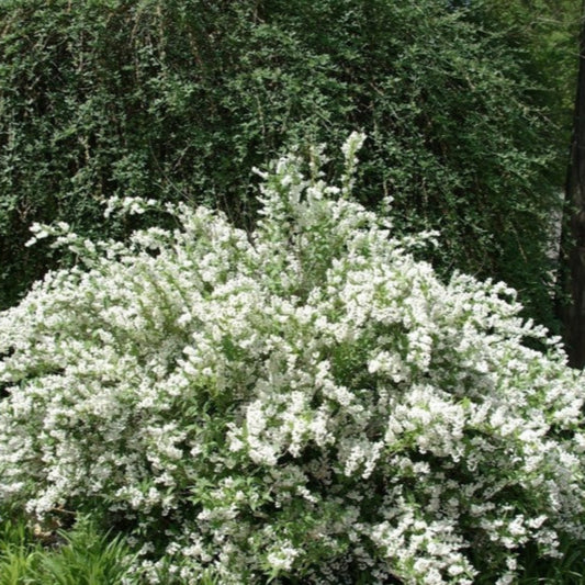 Erect bushy deutzia gracilis shrub with spring flowering display