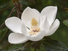 Magnolia Trees