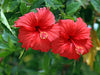 Hibiscus Plants