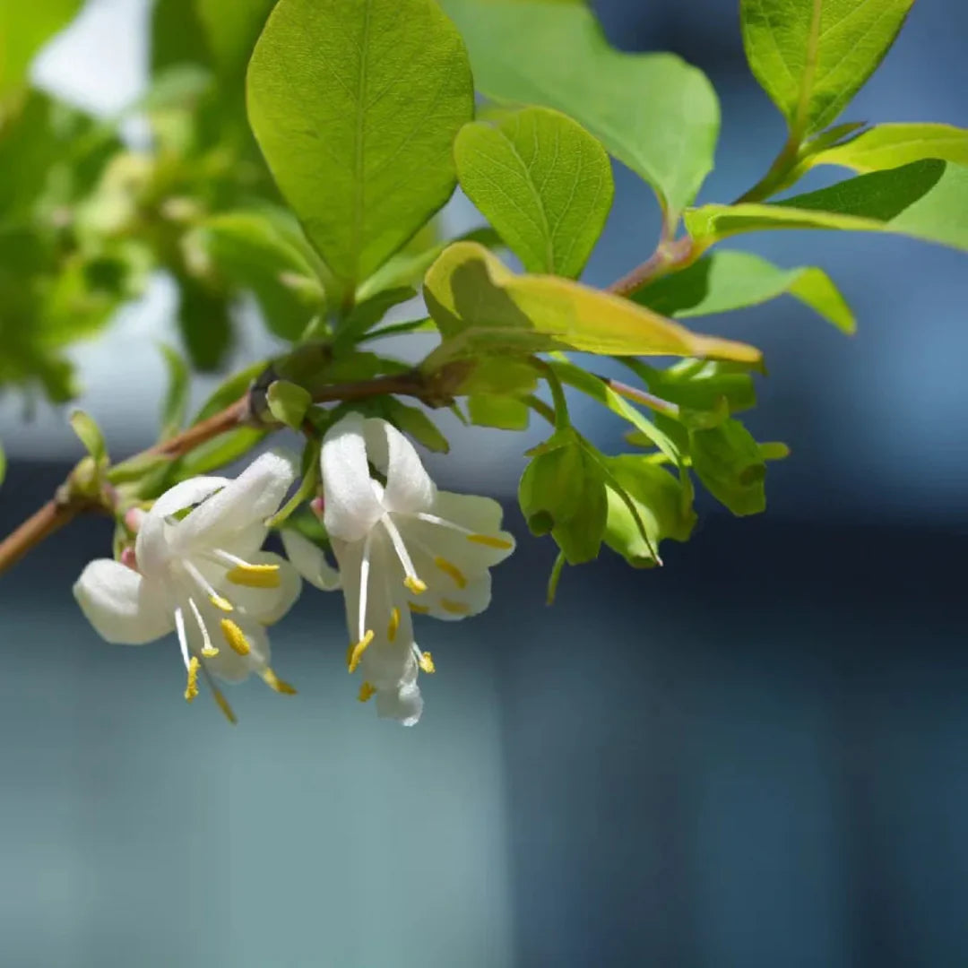 Honeysuckle white blooms