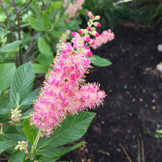 Clethra alnifolia Ruby Spice flowering shrub with upright pink blooms and green foliage