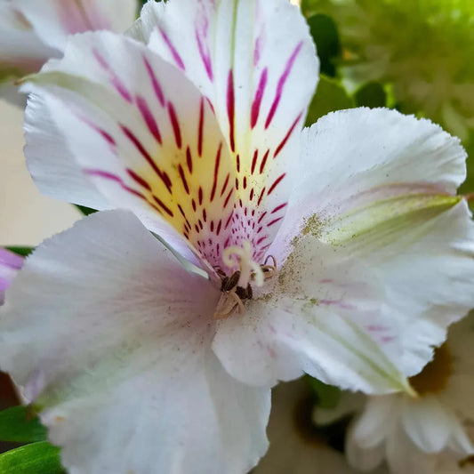 Mounded planting of Alstroemeria ‘Inca Ice’ showing multiple flowering stems and green lance-shaped leaves