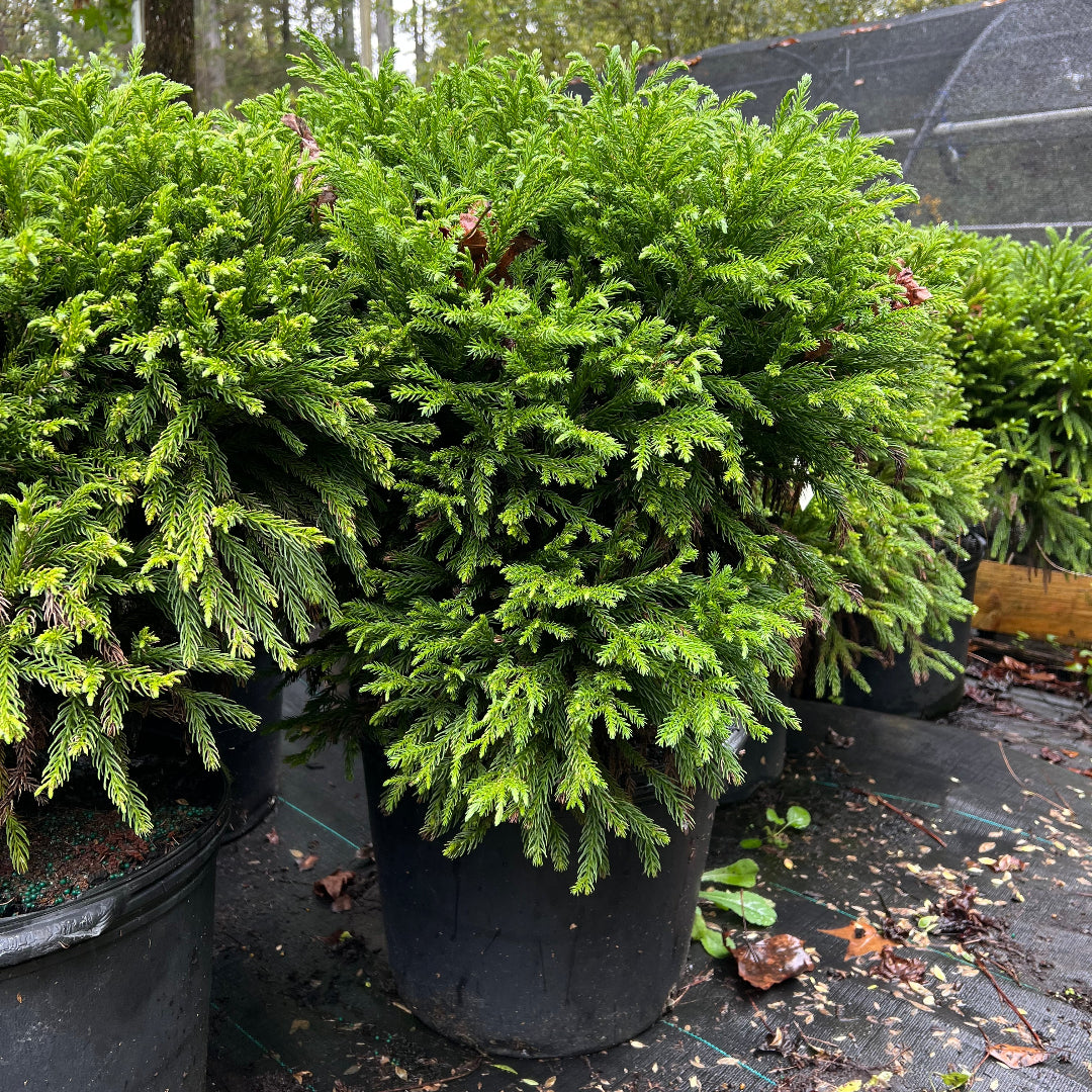 Globosa Nana Cryptomeria with dense blue-green foliage