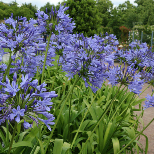 Agapanthus plant growing in a garden bed with tall flowering stalks and lush foliage
