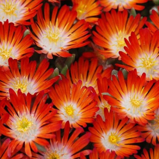Delosperma Hot Cakes 'Pumpkin Perfection' Ppaf Iceplant 10 count flat of 4" pots – flowering shrub